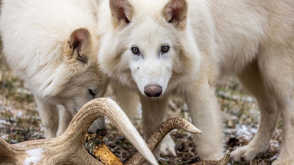 Dire Wolf Brought Back by Scientists