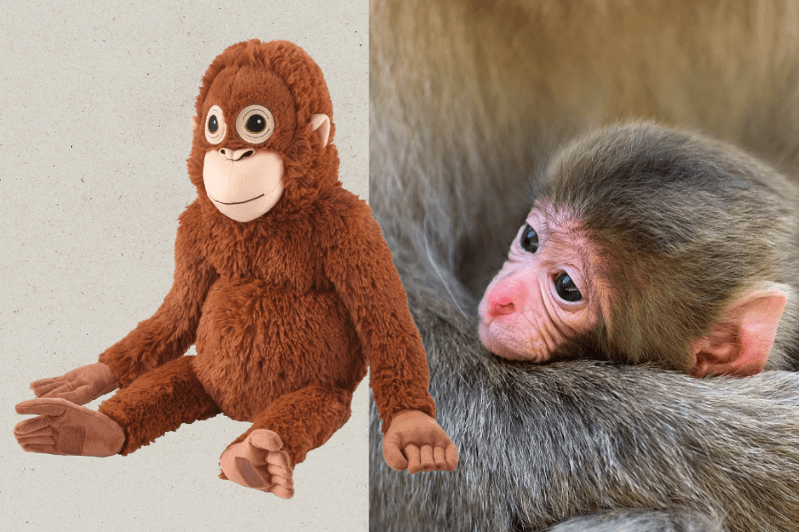 Viral Japanese Monkey Punch Bonds With IKEA Stuffed Toy: Photos, Shop
