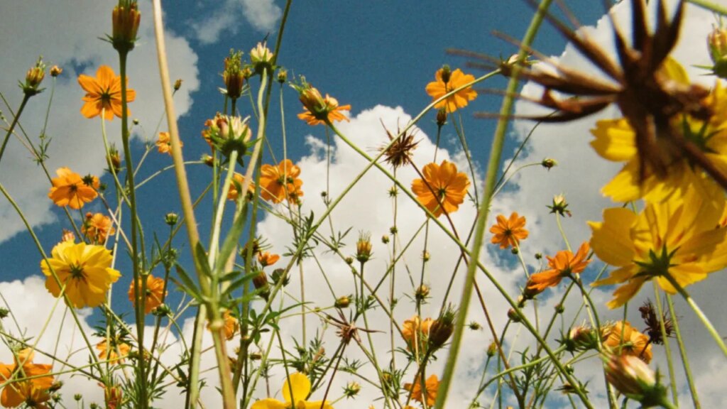 Tasha: You Are Spring! Album Review